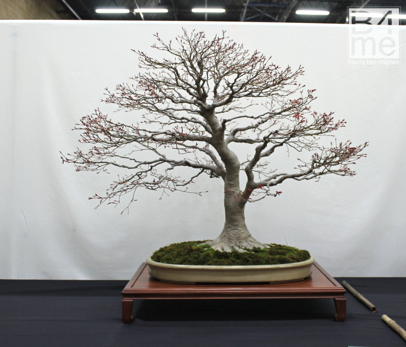 Acer palmatum Japanese Maple bonsai